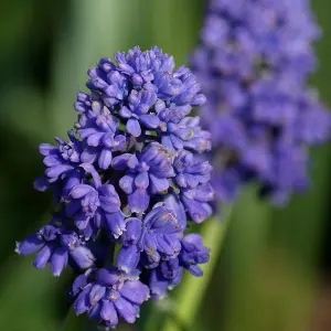 25 x Muscari Grape Hyacinth Blue Spike Spring Bulbs - Outdoor Flowering Perennials - UK Hardy - Grow in Beds, Borders & Patio Pots