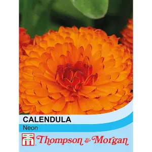 Calendula Neon 1 Seed Packet (100 Seeds)