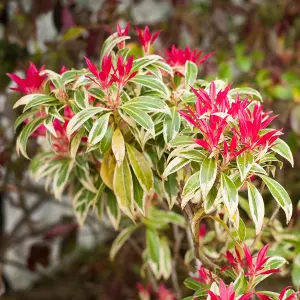 Pieris Flaming Silver (15-25cm Height Including Pot) Garden Plant - Variegated Foliage and Pink Blooms