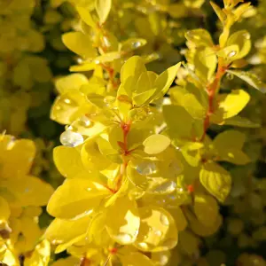 Berberis Thunbergii 1 Bare Root 20/40