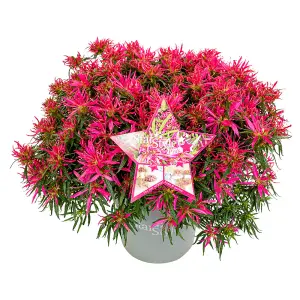 Azalea Starstyle in a 19cm Pot