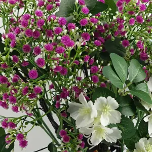 Pack of 6 x 55cm Gypsophila Pink Stem