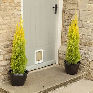 20 x Cupressus Conifer Macrocarpa Goldcrest Tree in a 10.5cm Pot 28-30cm Tall Supplied as 20 x Established Cypress Trees