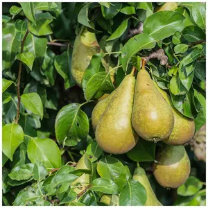 Dwarf Patio Conference Pear Tree, Self-Fertile & Heavy Cropper, Ready to Fruit 3FATPIGS