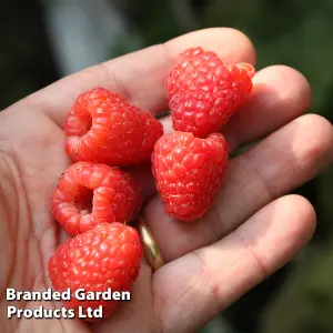 Raspberry (Rubus) Twotimer Sugano 9cm Potted Plant x 3