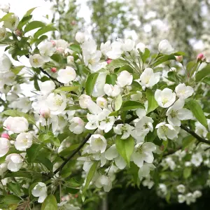 Malus Evereste Tree - Crab Apple Tree, White Spring Blossoms, Low Maintenance (5-6ft)