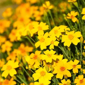 Tagetes Golden Gem 1 Seed Packet