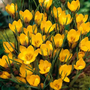 Crocus Fuscotinctus Flowering Bulbs (1000 Pack)