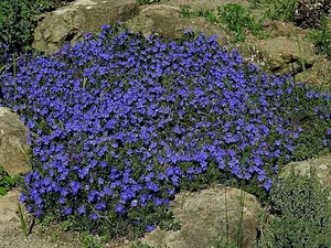 Lithodora Pure Blue - Outdoor Flowering Plant - Arrives Ready to Plant in a 13cm Pot