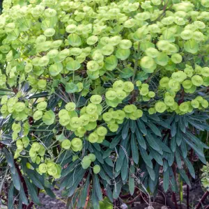 Euphorbia Robbiae - Hardy Evergreen Plant, Lime Green Flowers, Compact Size (20-30cm Height Including Pot)