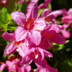 Weigela Picobella Rosa 8/9cm Pink Shrub