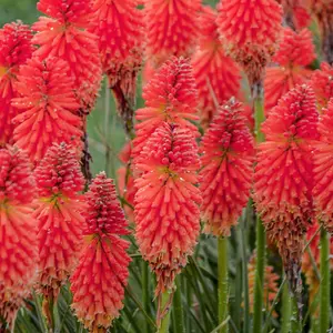 Kniphofia Poco Red - Striking Red Flowers, Upright Growth, Ideal UK Garden Plant, Compact Size (20-30cm Height Including Pot)