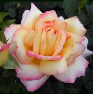 Rose Bush 'Peace' - Two-Toned Hybrid Tea Scented Rose Bush in 3 Litre Pot