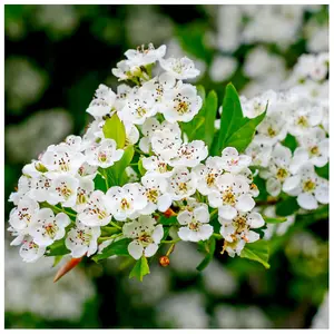 20 Hawthorn Hedging Plants 20-30cm Tall In 1L Pots ,Wildlife Friendly Hawthorne Hedges 3FATPIGS