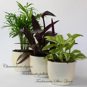 House Plants Indoor - Mix of 9 Real House Plants in 9cm Growers Pots