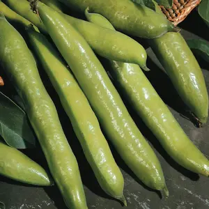 Bean (Broad Bean) Aquadulce Claudia 1 Seed Packet (45 Seeds)