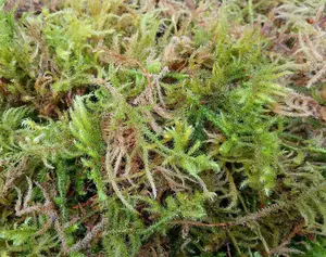 Fresh Sphagnum Moss - 5kg Bag - Natural Sphagnum Moss - High Quality