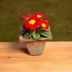 COCO & COIR Biodegradable Square Plant Pots 15 cm  6 inch  6 pack  Plastic Free Eco-friendly Propagation Pots