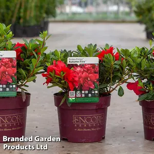 Hardy Rhododendron Encore Autumn Fire -  3 Litre Potted Plant x 1 - Repeat Flowering Variety