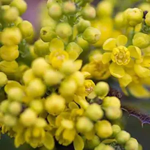 Mahonia Aquifolium - Vibrant Yellow Blooms for Shaded Gardens (20-30cm Height Including Pot)