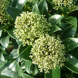 Skimmia Fragrant Cloud Garden Plant - Compact, Fragrant Blooms (30-40cm Height Including Pot)