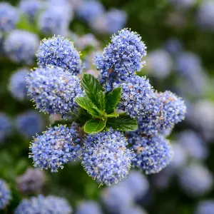 Ceanothus 'Blue Diamond' - 3 Plants - Californian Lilac Evergreen Shrub - Great for Hedging