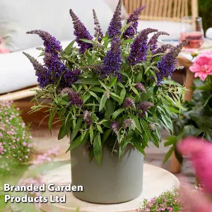 Buddleja Butterfly Candy Little Purple 3 Litre Potted Plant x 1