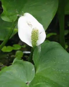 Lincolnshire Pond Plants Ltd Marginal Plants - Pond Plants (Calla Palustris)  - 3x 1 Litre Plants