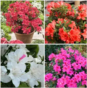 3 x Azalea Plants Including Geisha Orange - Purple - Red - Evergreen Shrubs