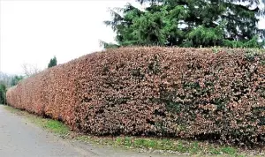 Green Beech Hedging Plants x25 Fagus 5-6ft Full Pallet of Rootball Trees