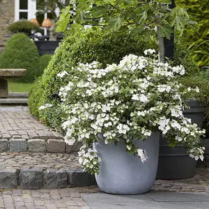 Runaway Bride Snow White Garland Hydrangea Shrub Plant Hydrangea 2L Pot