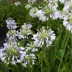 Agapanthus Queen Mum - African Lily, White Flowers, Upright, Hardy (10-20cm Height Including Pot)