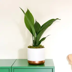 Aspidistra (Cast Iron Plant) Elatior (Height 40cm) 12cm Potted Plant x 2