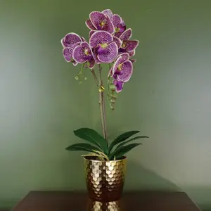 Orchid Arrangement in Pot