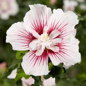 Hibiscus Starburst Chiffon in a 3L Pot Hibiscus Plants for Gardens