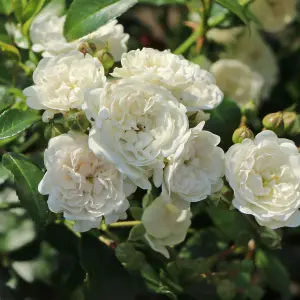 Rose Bush Crystal Fairy in 14cm Pot - White Summer Autumn Outdoor Low Growing Groundcover Plant for Bedding, Containers or Borders