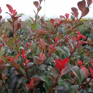 Hardy Shrub - Photinia Red Robin Standard Tree -3 Litre Potted Plant x 4 - Ready to Plant in Pots, Containers and Gardens