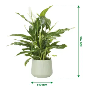 Verve Peace lily in White Ceramic Decorative pot 14cm