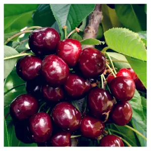 Dwarf Patio Van Cherry Tree, Large, Dark Red, Sweet & Juicy Cherries