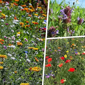 Pegdev - PDL 100g Pro Flora Wild Flower Seed Mixtures - Native Elegance for Vibrant Spaces, Biodiversity, and Conservation