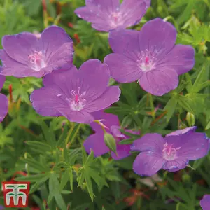 Geranium Mixed 10 Bare Roots Plants