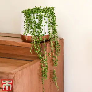 Senecio String of Pearls 14cm Pot x 1