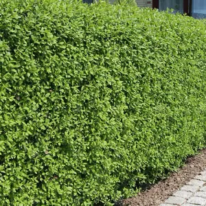 Ligustrum Ovalifolium 'Green Privet' Bare Root Hedge Hedging Tree Plants (3-4ft, 5 Plants)