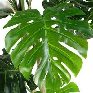 150cm (5ft) Luxury Monstera Plant Black Pot