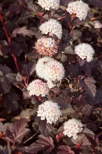 3 x Physocarpus 'Lady In Red' in 9cm Pots - Fast Growing Shrub - Rich Foliage