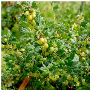 10 Yellow Gooseberry Plants/ Uva Crispa Hinnonmakii' 3-5 Branches, Ready To Fruit 3FATPIGS