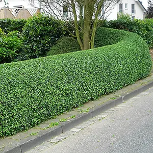 Ligustrum Ovalifolium - Hardy Green Privet Hedging, Low Maintenance (20-40cm, 10 Plants)