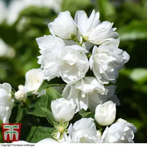 Philadelphus Virginal 3.6 Litre Potted Plant x 2