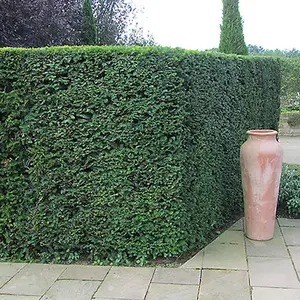 Taxus Baccata - Evergreen Common Yew Hedging Plants, Dense and Hardy (20-40cm, 3 Plants)