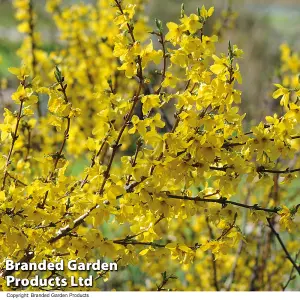 Forsythia Intermedia 1 Bare Root Size 60/90 x 3